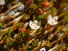 Crassula sinclairii