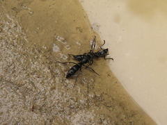 Pachycondyla crassinoda