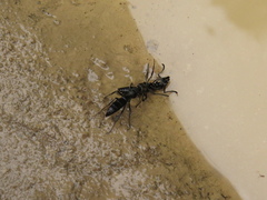 Pachycondyla crassinoda