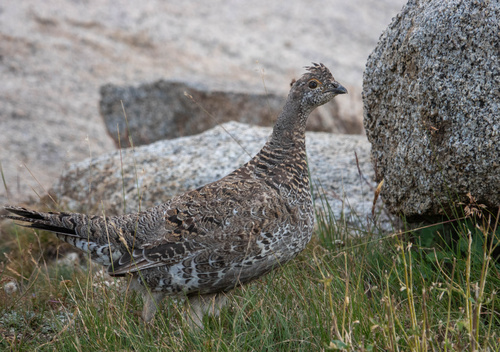 iNaturalist observation photo of Sooty Grouse