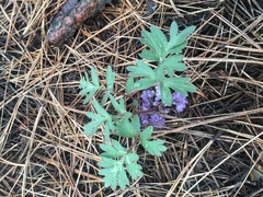 Hydrophyllum alpestre