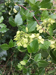Ptelea trifoliata mollis