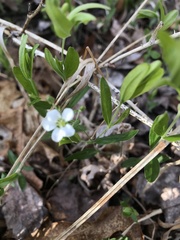 Moehringia lateriflora