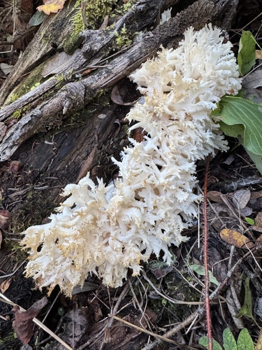 Coral tooth fungus