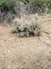 Artemisia tridentata tridentata