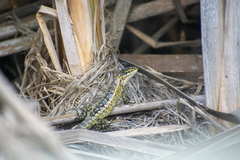 Stenocercus modestus