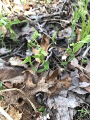 Moehringia lateriflora