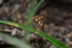 Tapeigaster pulverea