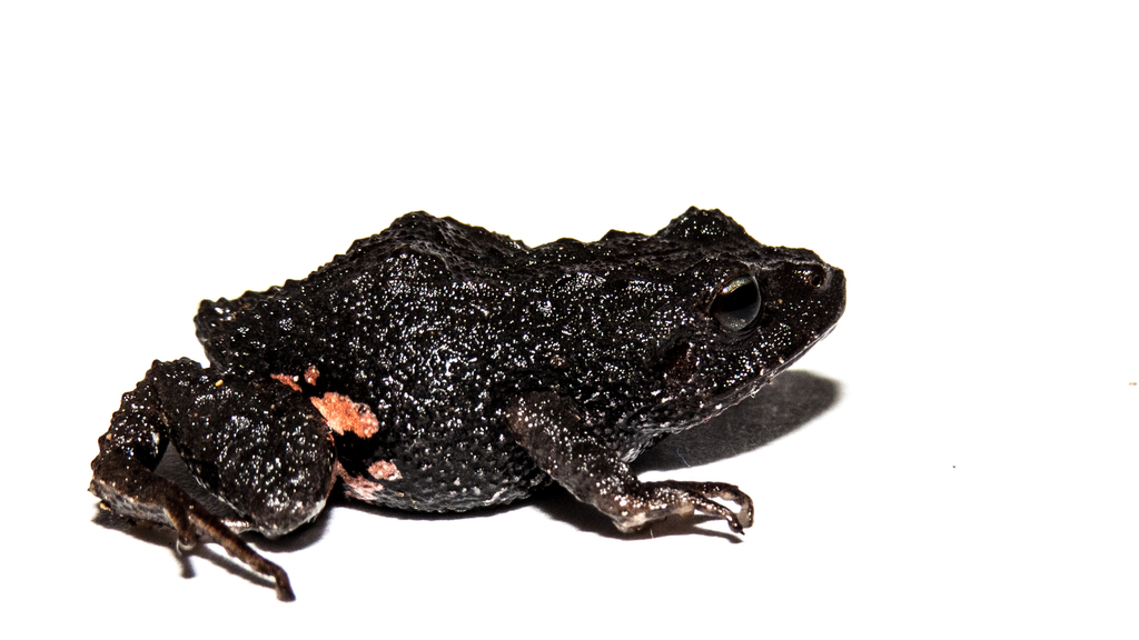 Myers' Robber Frog