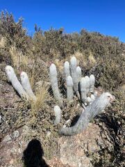 Old Man Cactus (Oreocereus ritteri)