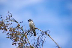 Sporophila telasco