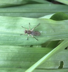 Chiromyzinae