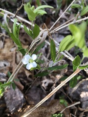 Moehringia lateriflora