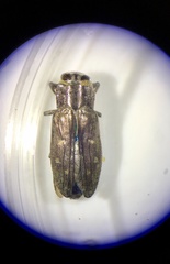 Chrysobothris knulli