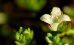 Crassula sinclairii