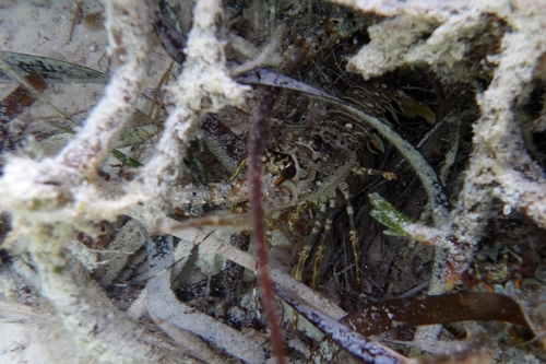 Caribbean Spiny Lobster