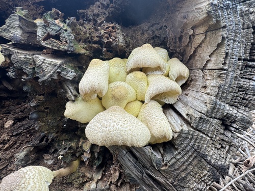 Agaricus observed 2026-08-29