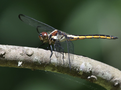 Libellula vibrans