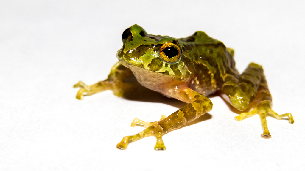 Coconuco Robber Frog