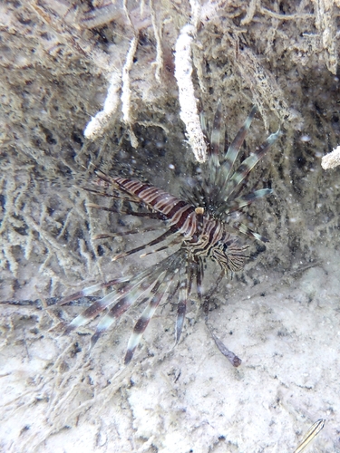 Common Lionfish
