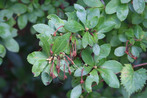 Rhododendron serrulatum, 2026-08-29