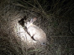 Lepus victoriae
