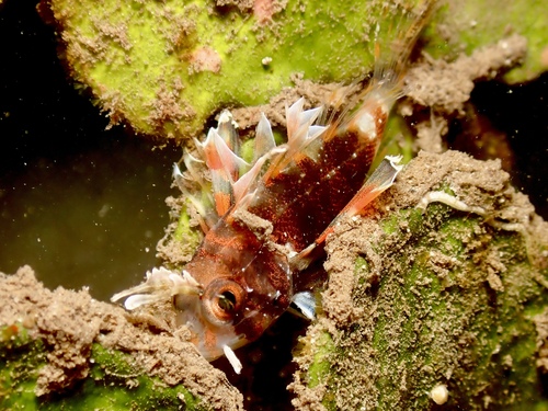 Dendrochirus barberi observed 2026-08-21