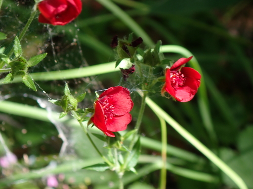 Potentilla thurberi, photograph 5