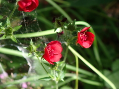 author not stated, no rights reserved Potentilla thurberi, photograph author not stated, no rights reserved