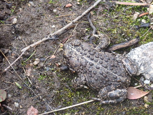 iNaturalist observation photo of Yosemite Toad