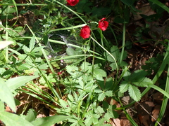 Potentilla thurberi, photograph author not stated, no rights reserved