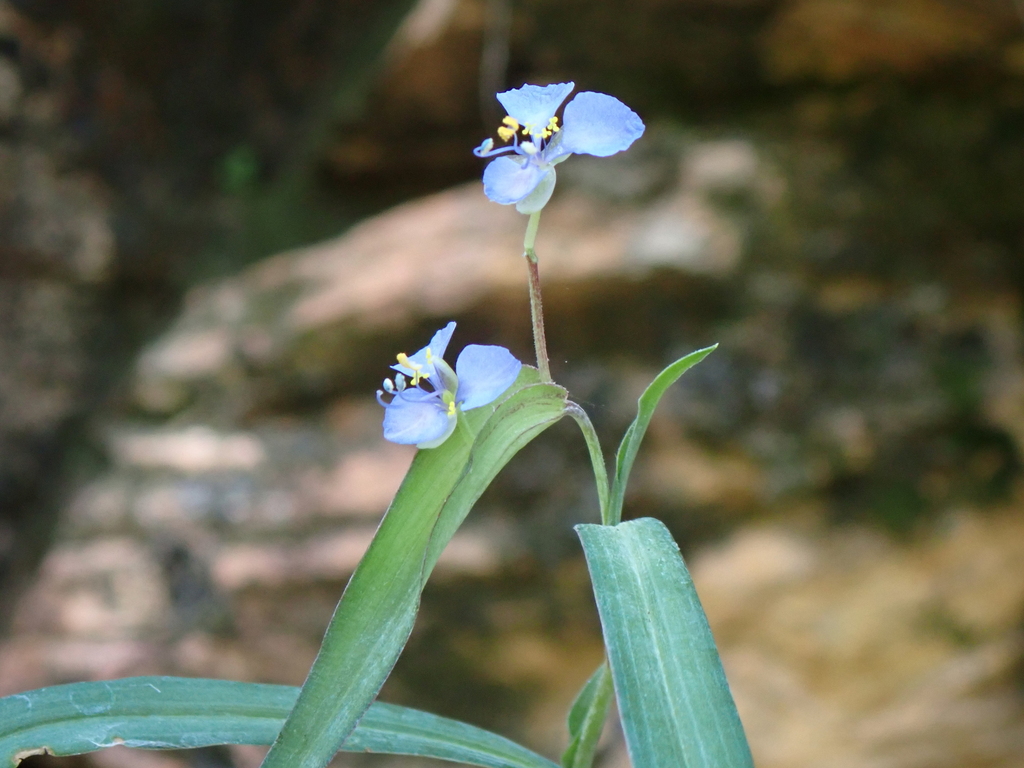 Commelina dianthifolia; photograph author not stated, no rights reserved