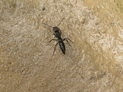 Pachycondyla crassinoda