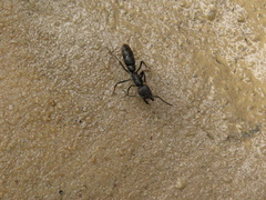 Pachycondyla crassinoda