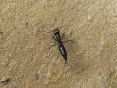 Pachycondyla crassinoda