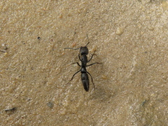 Pachycondyla crassinoda