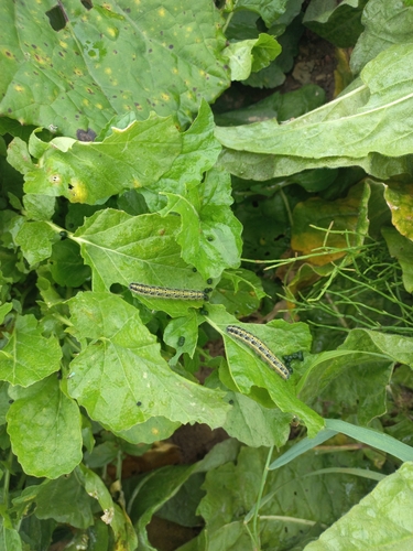 Large White