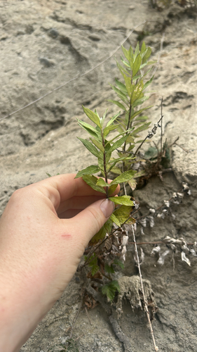 Artemisia suksdorfii, 2026-08-29