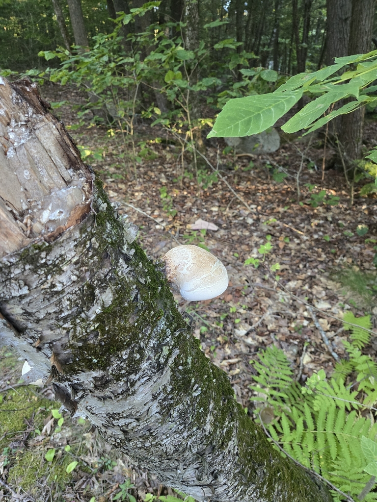 birch polypore · August 2026 · photo: Photo: (c) Alexander Diaz, some rights reserved (CC BY) · iNaturalist