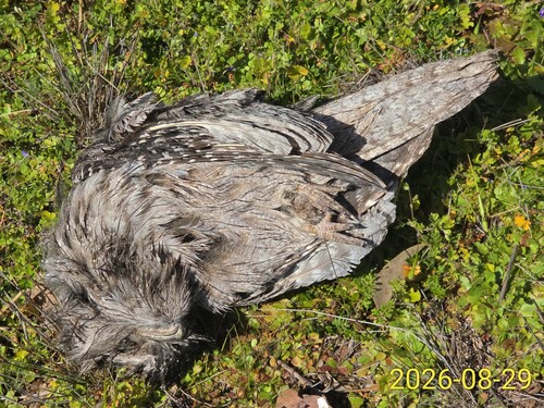 Tawny Frogmouth