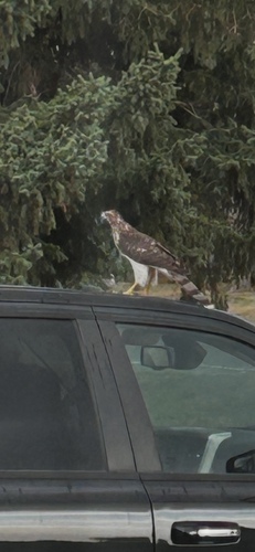 Cooper's Hawk