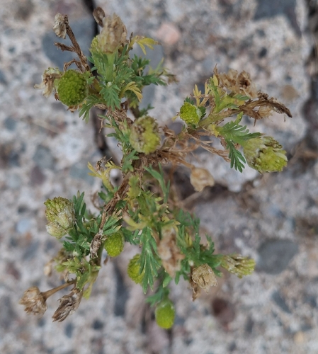 pineapple-weed