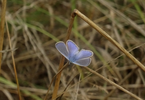Common Blue