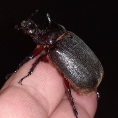 Heterogomphus mniszechi