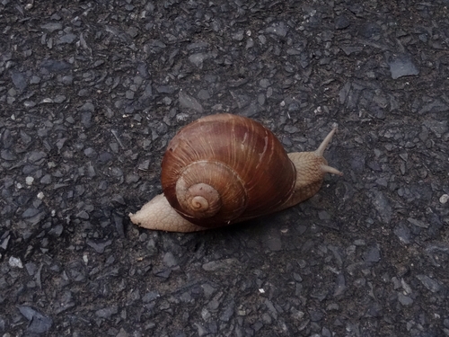 Roman Snail