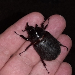 Heterogomphus mniszechi