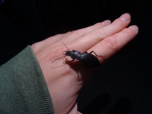Carabus purpurascens