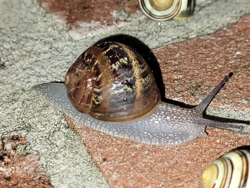 Garden Snail