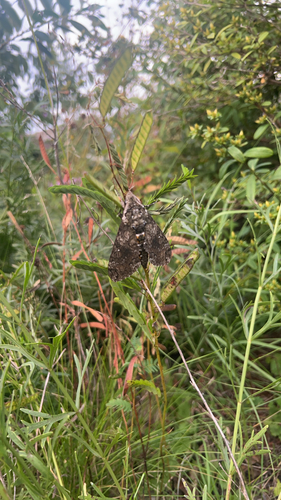 Carolina Sphinx