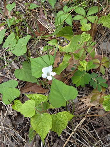White Morning-glory